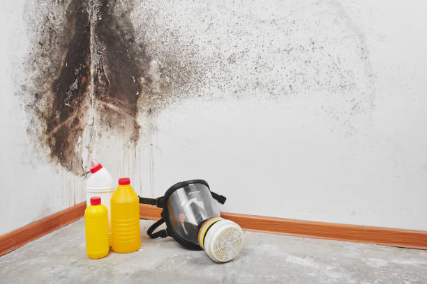 Best Office Mold Removal Services  in Milton, DE
