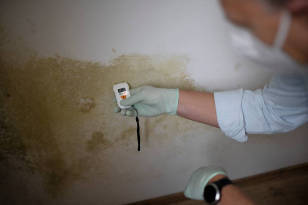 Best Water Damage Restoration  in Milton, DE