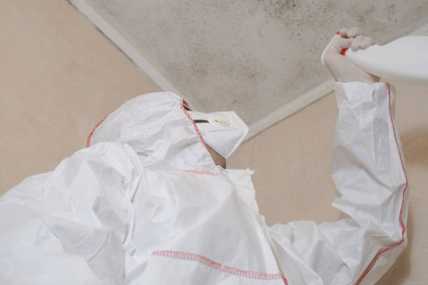 Best Local Mold Removal Service  in Milton, DE