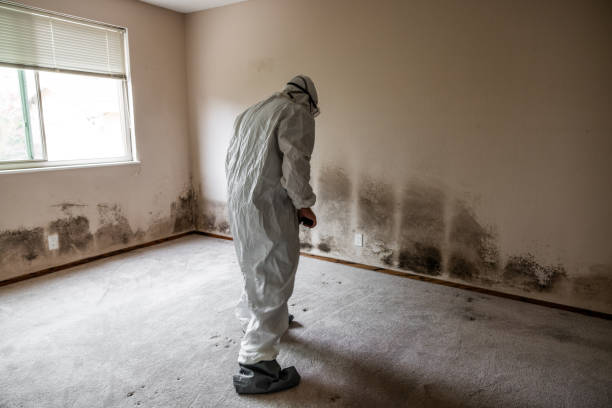 Best Toxic Mold Removal  in Milton, DE
