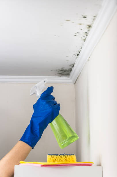 Best Mold Testing  in Milton, DE