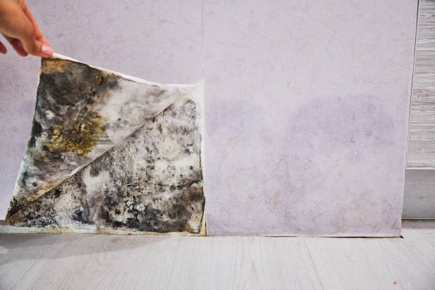 Best Home Mold Removal  in Milton, DE